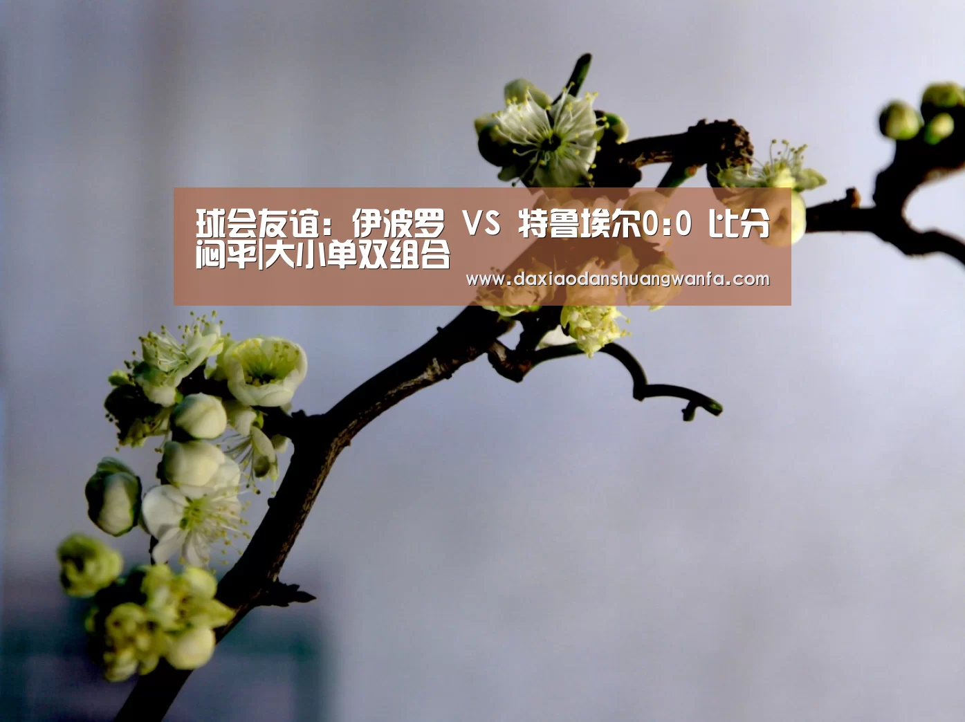 大小单双